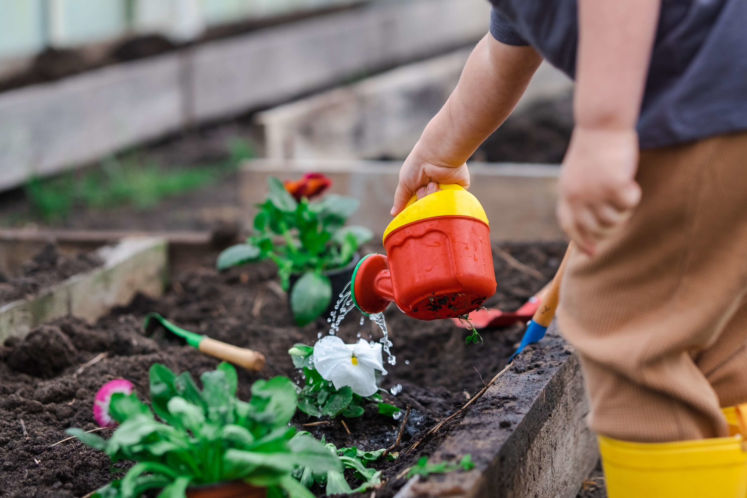 Gewächshaus für den Kindergarten Kleines Kind pflanzt Blumen im Gewaechshaus scaled Kleines Kind pflanzt Blumen im Gewaechshaus scaled